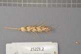 Click for 1 image(s) for this accession. Spike